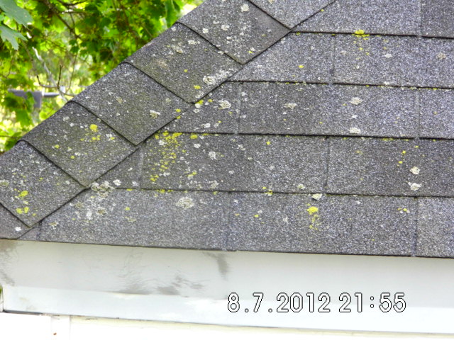 Trees overhanging the roof.